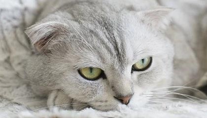 开云网页版登录入口-蒙彼利埃客场战胜马赛，取得三分，蒙彼利埃强吗