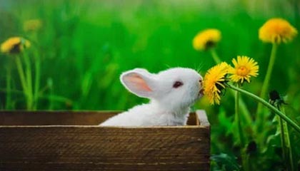 开云网页版登录入口-蒙彼利埃客场战胜马赛，取得三分，蒙彼利埃强吗